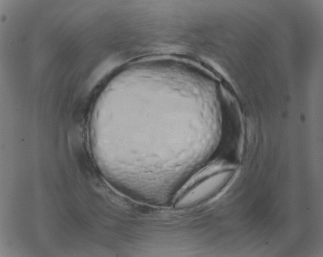 X0000077381163200611101722