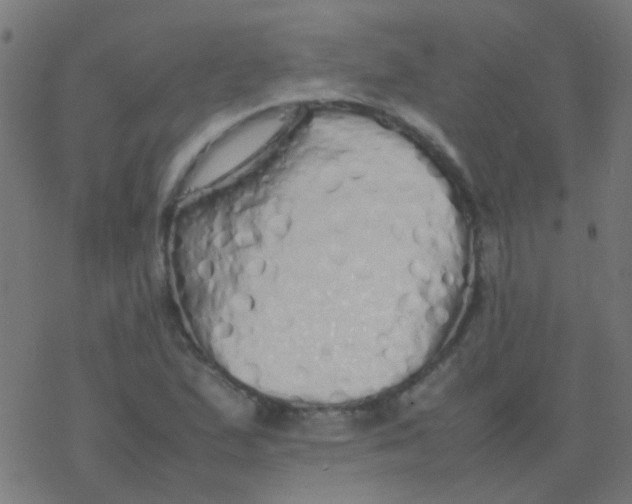 X0000077381167200611101722