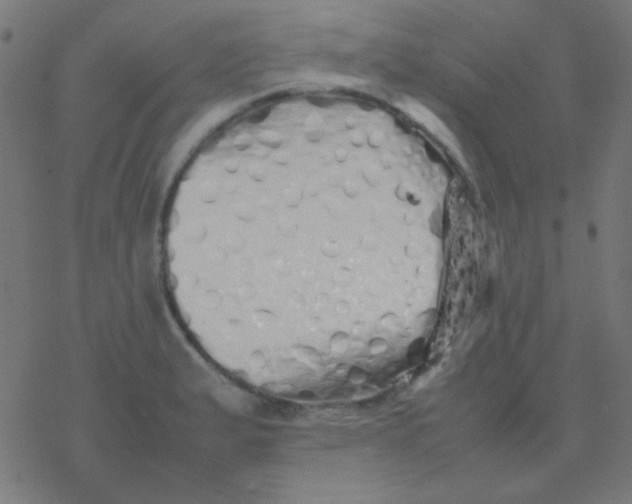 X0000077381183200611101722