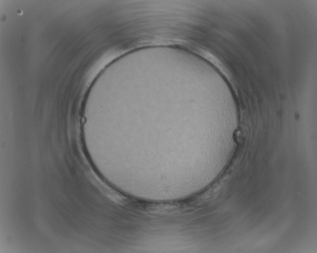 X0000077381187200611101722