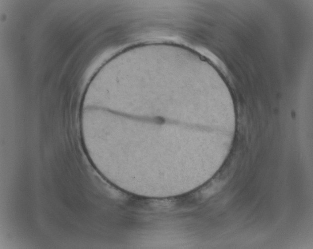 X0000077381191200611101721