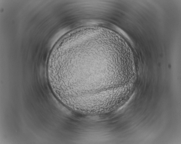 X0000077381194200611101721