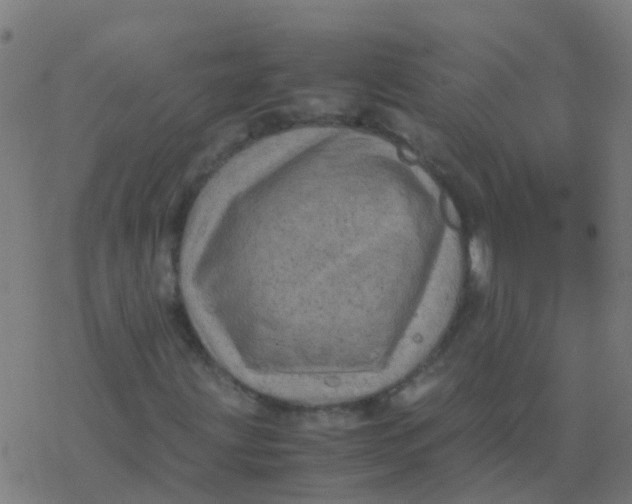 X0000077381203200611101721