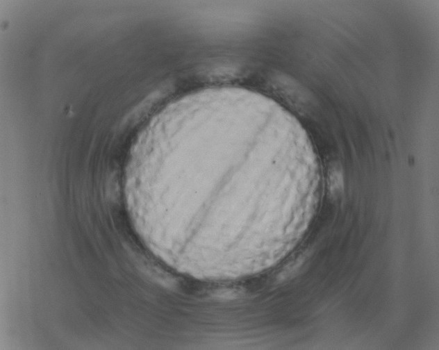 X0000077381204200611101721