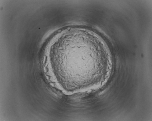 X0000077381215200611101721