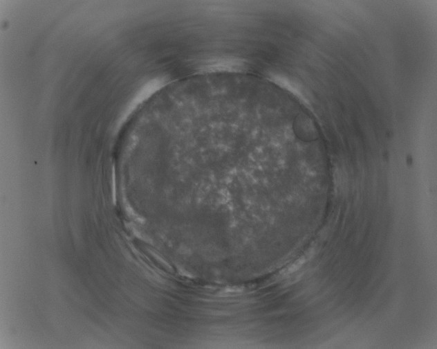 X0000077381219200611101721