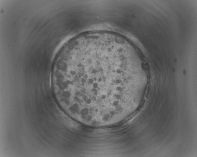 X0000077381224200611101721