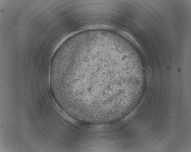 X0000077381228200611101721