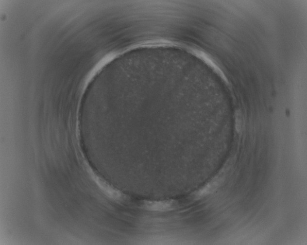 X0000077381229200611101721