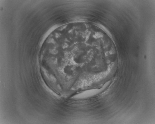 X0000077381243200611101721