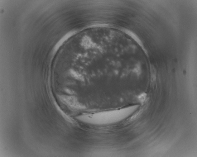 X0000077381245200611101721