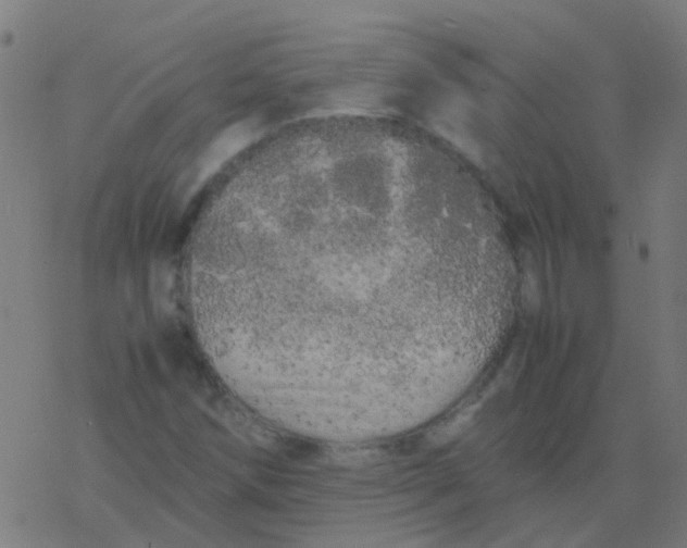 X0000077381258200611101720