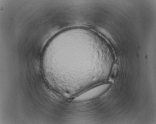 X0000077381260200611101720