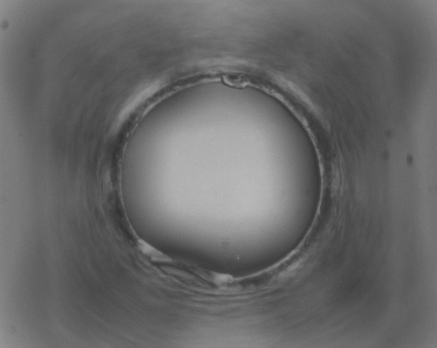 X0000077381261200611101720