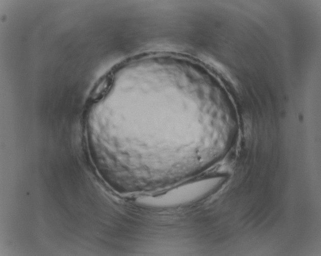 X0000077381264200611101720