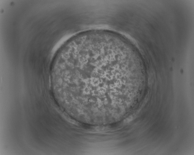 X0000077381271200611101720