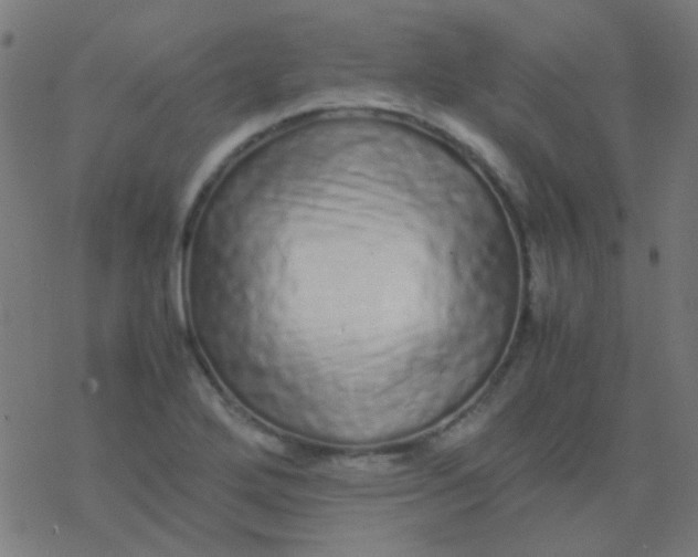 X0000077381272200611101720