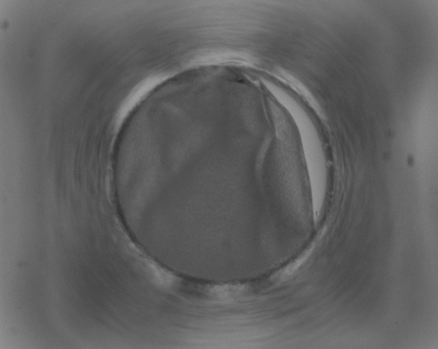 X0000077381277200611101720