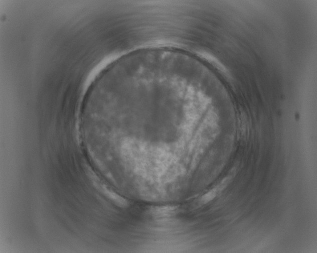 X0000077381278200611101720