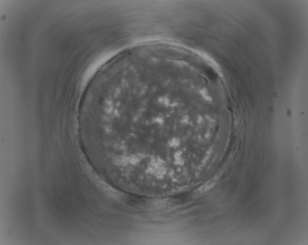 X0000077381279200611101720