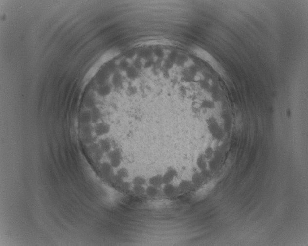 X0000077381282200611101720