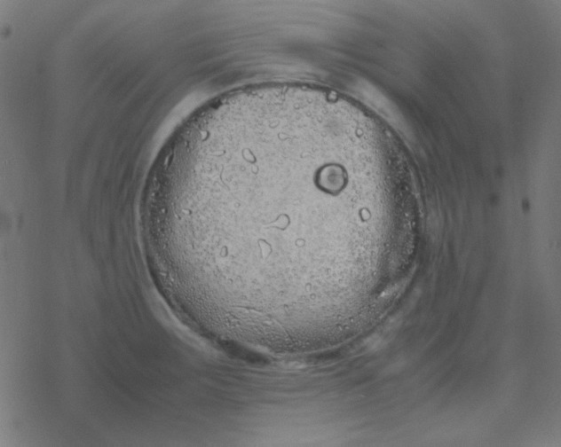 X0000077381283200611101720