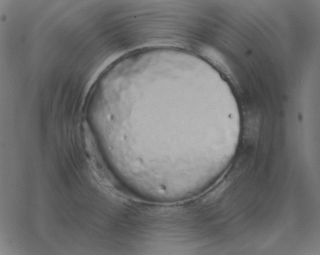 X0000077381284200611101720