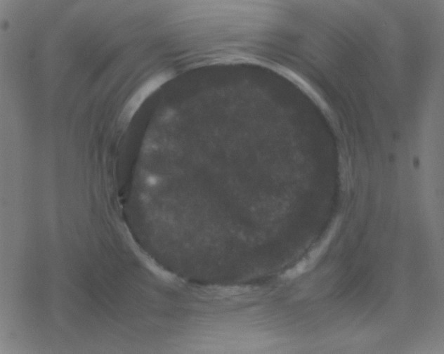 X0000077381289200611101720