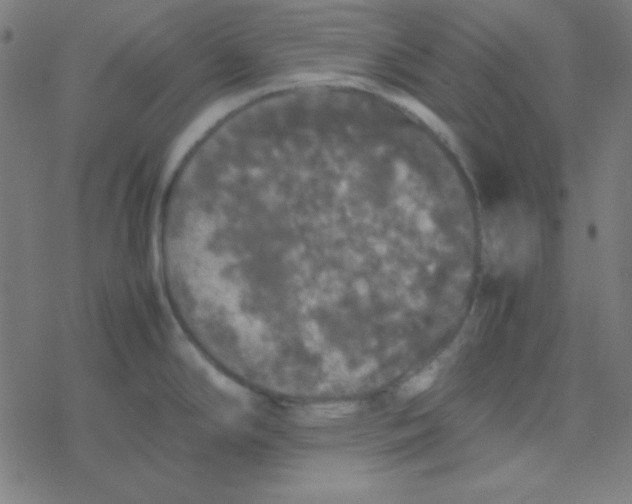 X0000077381294200611101720