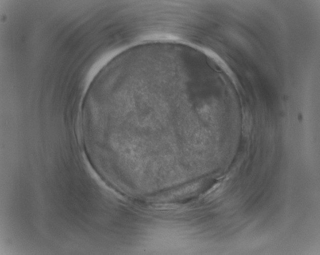 X0000077381295200611101720