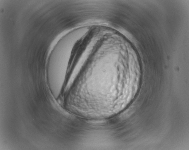 X0000077381296200611101720