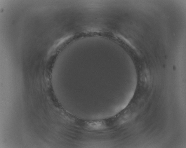 X0000077381303200611101719