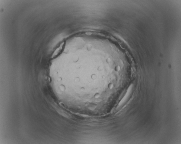 X0000077381355200611101719