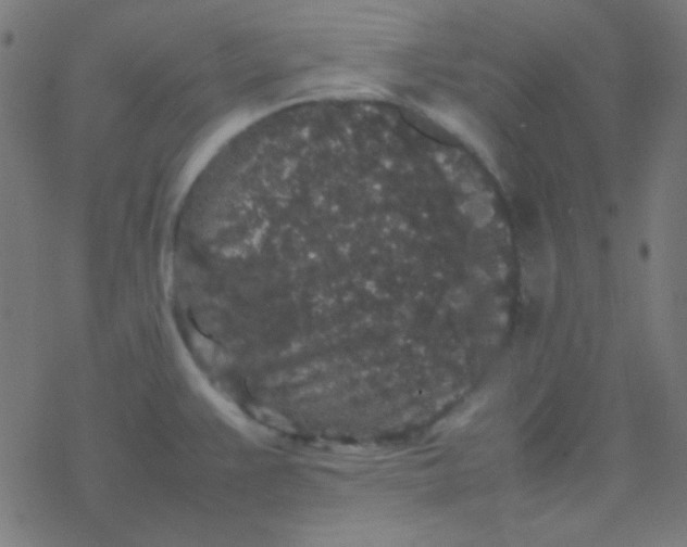 X0000077381383200611101718