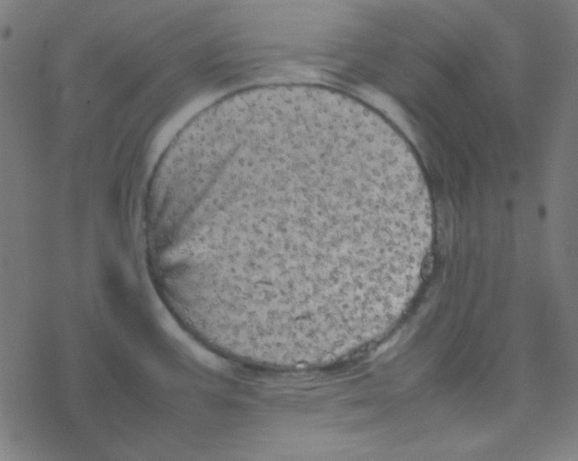 X0000077381387200611101718