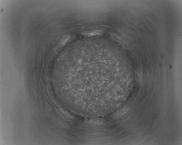 X0000077381393200611101717