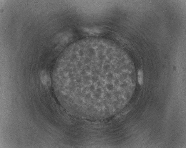 X0000077381395200611101717