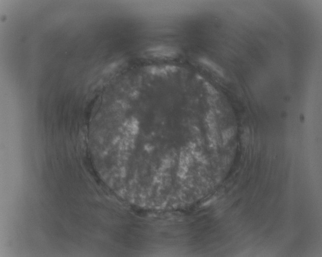 X0000077381397200611101717