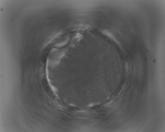 X0000077381399200611101717