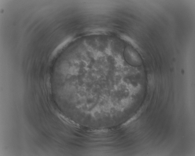 X0000077381403200611101718