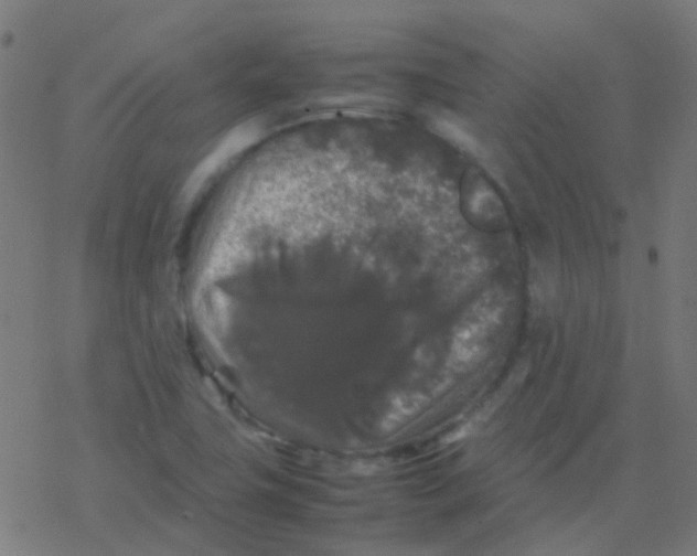 X0000077381411200611101718