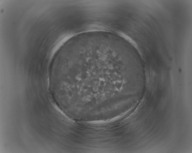 X0000077381415200611101718