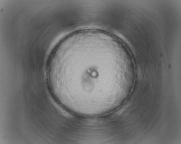 X0000077381416200611101718