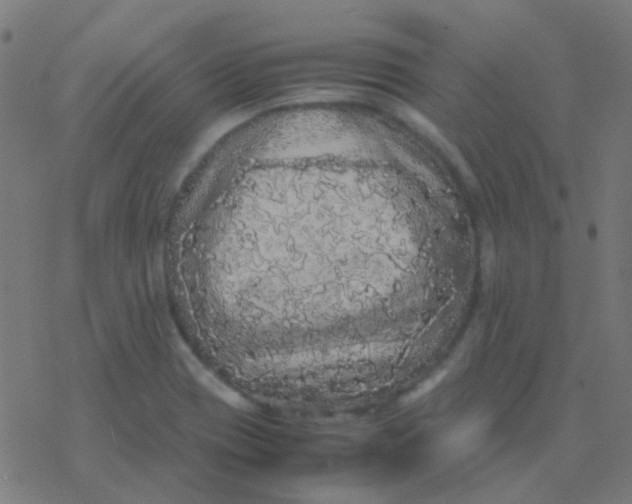 X0000077381417200611101718