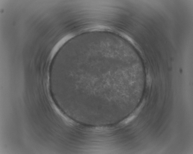 X0000077381418200611101718