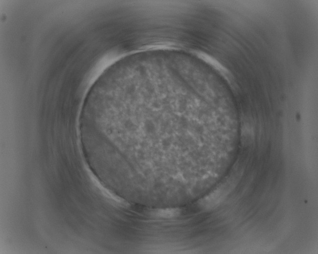 X0000077381423200611101718