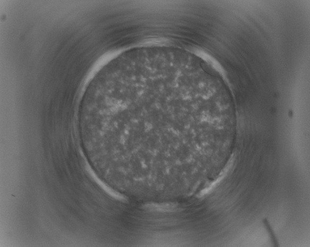 X0000077381429200611101718