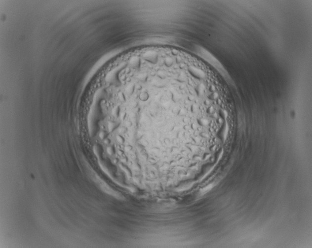 X0000077381436200611101718