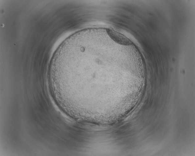 X0000077381440200611101718