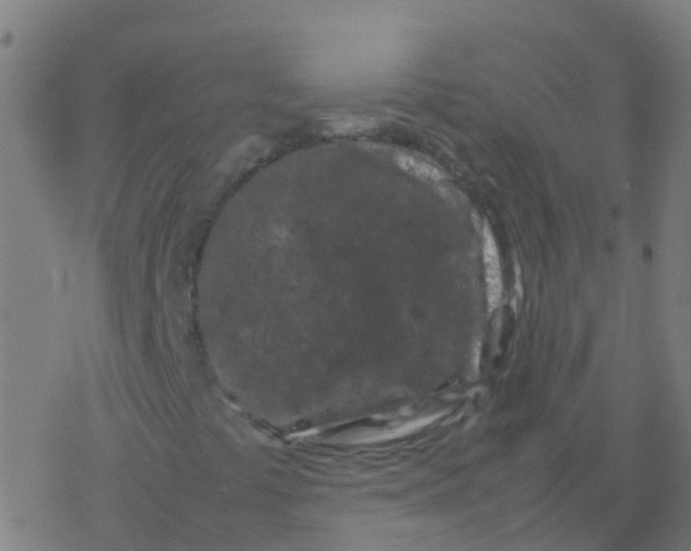 X0000077381441200611101717